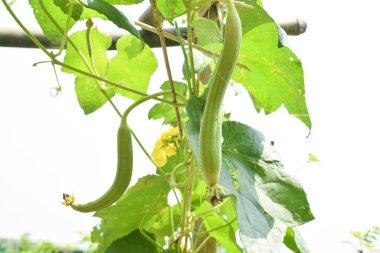 İki güzel yeşil renkli uzun şişe kabağı ahşap bir çitte asılı.