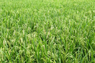 Taze pirinç ağacıyla dolu yeşil çeltik tarlasının manzarası.