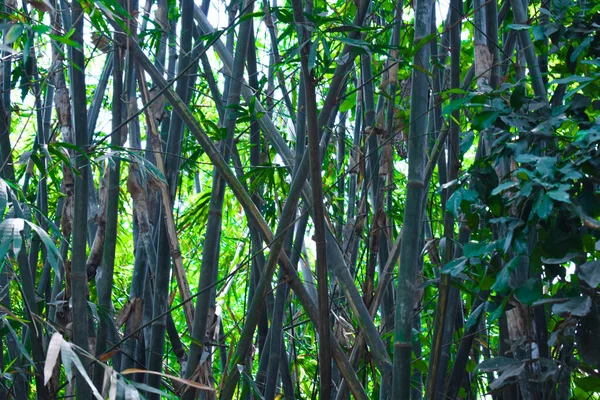 Куча Веток Бука Красивом Светло Зеленом Лесу Дикой Природе Выглядит — стоковое фото