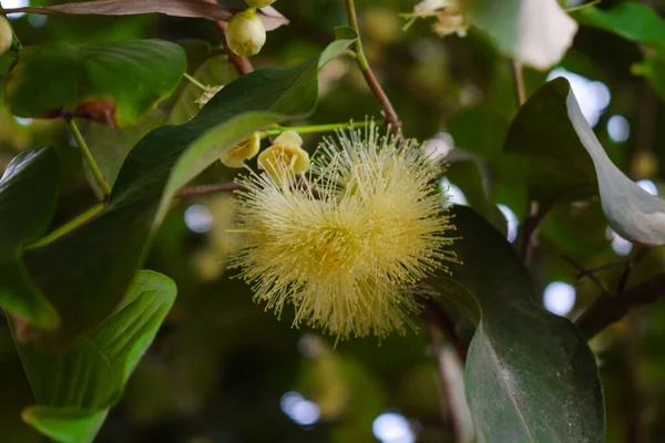 Bellissimo Fiore Cespuglio Colore Bianco Che Fiorisce Nell Habitat Naturale — Foto Stock