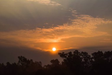 Güneşin doğuşuyla birlikte güneş bir sürü uzun kırsal ağacın tepesindeyken.
