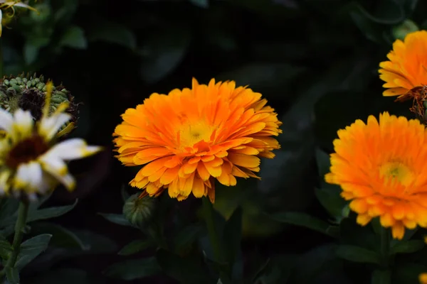 Orange Colored Beautiful Marigold Flower Blooming Front Green Blurry Background — Stock Photo, Image