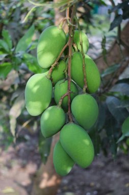 Yeşil renkli ekşi mango meyvesi kulağı vahşi doğada büyük bir mango ağacından sarkan