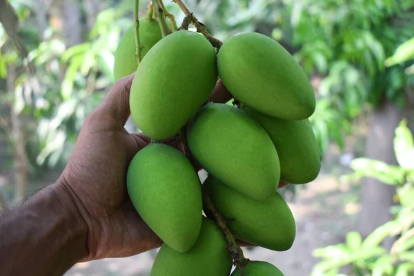 One Person Holding Ear Green Colored Mango Hanging Big Tree — Stock Photo, Image