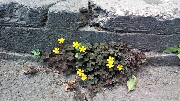 Bunga Kuning Kecil Sepanjang Trotoar — Stok Foto