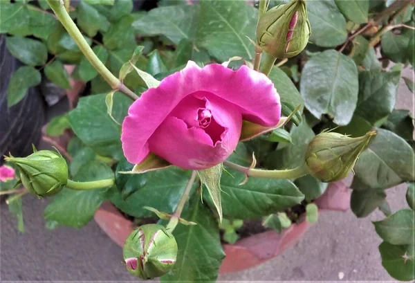 Una Rosa Joven Acaba Empezar Florecer — Foto de Stock