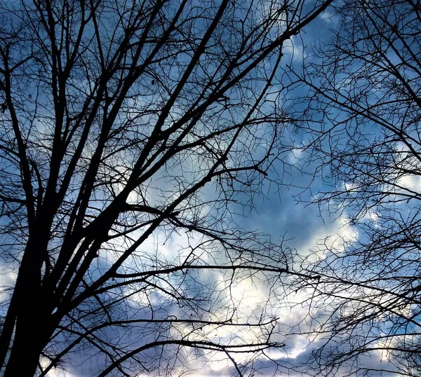 Ramas Desnudas Árboles Jóvenes Sobre Fondo Cielo Nublado — Foto de Stock