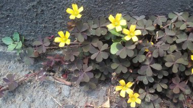 Kaldırımda küçük sarı ot çiçekleri