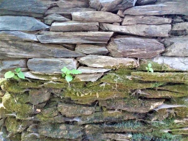 Batu Karang Tua Dengan Lumut Dan Tanaman Kecil Lainnya Tumbuh — Stok Foto