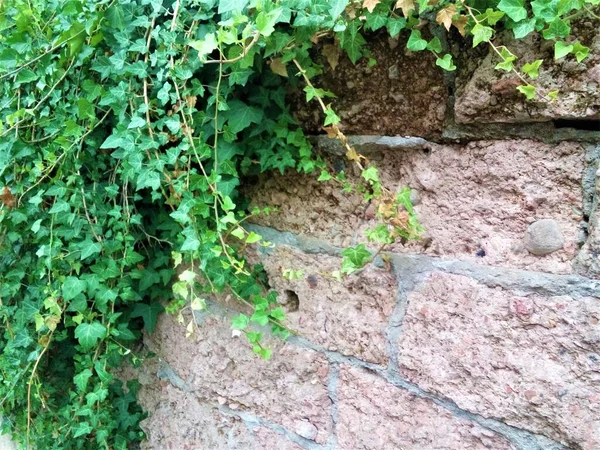 Ivy Hijau Pada Dinding Blok Beton Tua — Stok Foto