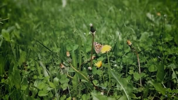 Motyl Przyleciał Usiadł Kwiatku — Wideo stockowe
