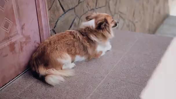 Cão Está Esperando Por Seu Mestre Trabalho Mentiras Suspiros — Vídeo de Stock