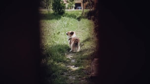 犬は田舎の道で主人に覗かれる — ストック動画