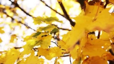 Sarı yapraklı bir akçaağaç, bir sonbahar günü, parlak güneş ışığı altında, parkta temiz havada sallanır.