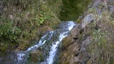 Taşların üzerinden akan temiz suyu olan bir orman arasında güzel, küçük bir şelale..