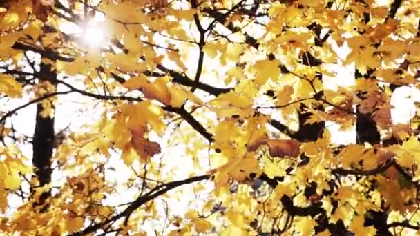 Un érable à feuilles jaunes se déplace un jour d'automne sous un soleil éclatant à l'air frais dans un parc 