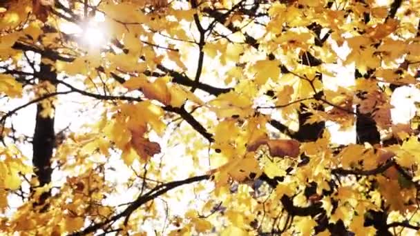 Yellow Leafs Maple Tree Sways Autumn Day Bright Sunlight Fresh — Stock Video