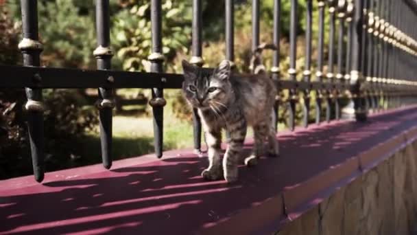 Hemlös Brun Katt Går Tegel Staket — Stockvideo