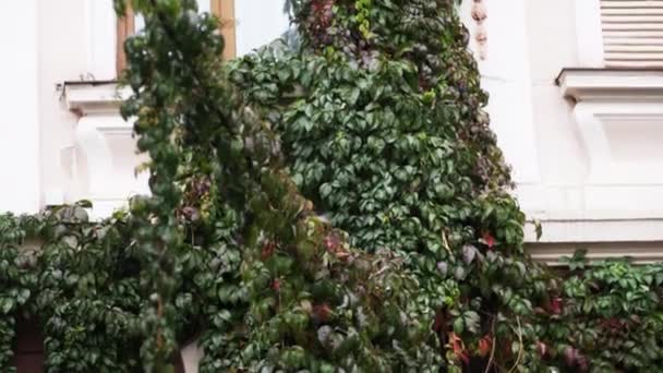 Casa Ricoperta Bellissimo Fogliame Verde Con Cui Gocciolano Gocce Pioggia — Video Stock