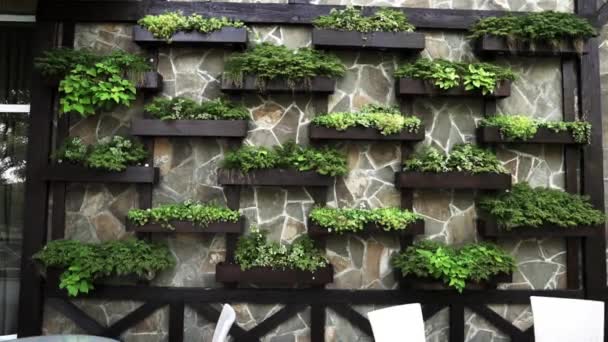 Стена Которой Много Зеленой Растительности Цветочных Горшках — стоковое видео
