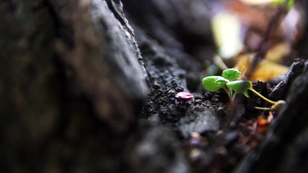 Insect Bug Soldier Climbs Tree — Stock Video