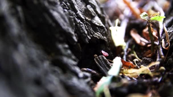 昆虫是昆虫士兵 爬到一棵树旁 — 图库视频影像