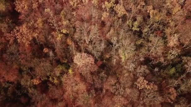 秋の森の空中ビュー パノラマショット 空中ビュー ドローンショット 鳥の目のビュー — ストック動画
