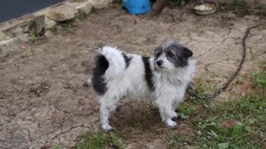 Siyah ve beyaz köpek tasmalı.