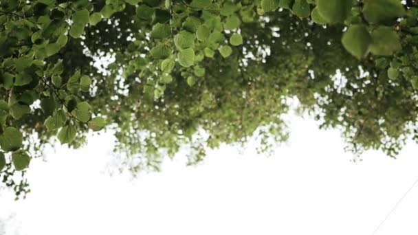 Raindrops Dripping Green Leaves Tree Bottom View — Stock Video