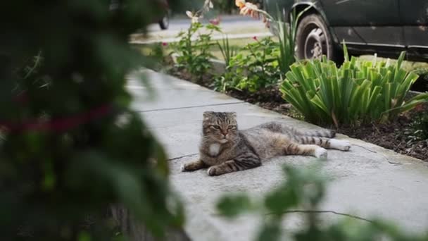 炎热的夏日 乡村的小路上躺着一只棕色的猫 — 图库视频影像