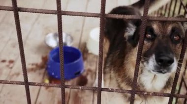 Büyük köpek kafese kapatıldı.