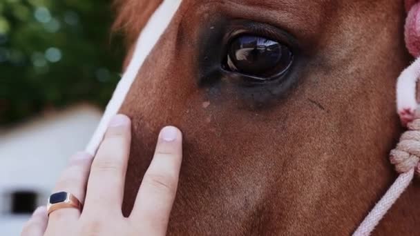 Un homme caresse un cheval brun en gros plan 
