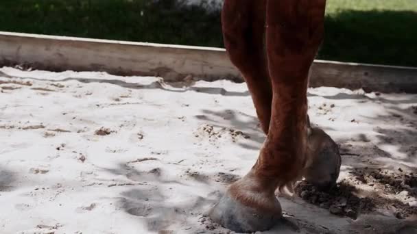 茶色の馬は新鮮な空気中の砂の上を歩く クローズアップホーディング馬 — ストック動画