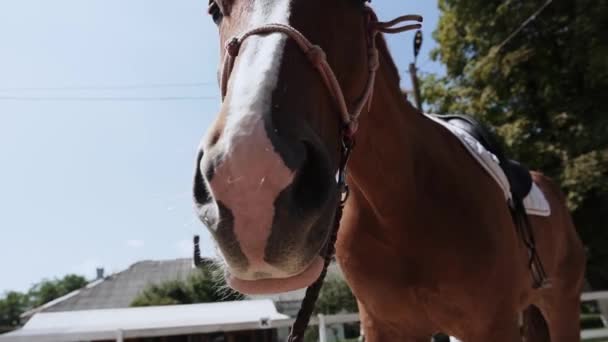 Cheval brun marche dans l'air frais, gros plan 