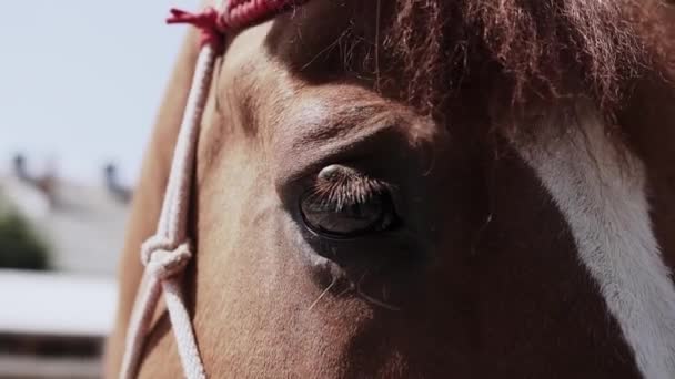 Cheval brun marche dans l'air frais, gros plan 