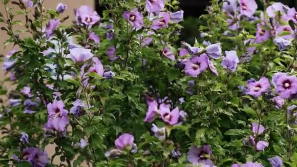 Hermosa Planta Púrpura Arbusto Encuentra Cerca Una Casa Campo — Vídeos de Stock