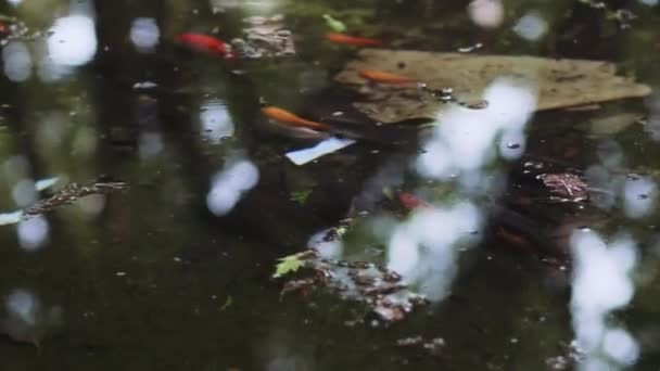 물고기는 연못에서 헤엄치고 물에는 나뭇잎 많습니다 — 비디오
