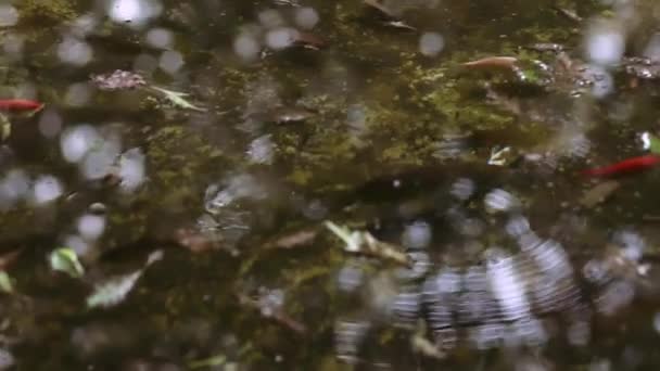 Ψάρια Κολυμπούν Στη Λίμνη Μέσα Στο Νερό Πολλά Φύλλα — Αρχείο Βίντεο