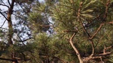 Bir çam ağacının panoramik görüntüsü, kozalaklı ağaç. Sıcak bir yaz gününde, ağaçların içinde kurumuş kahverengi dallar ve yeşil iğneler var..