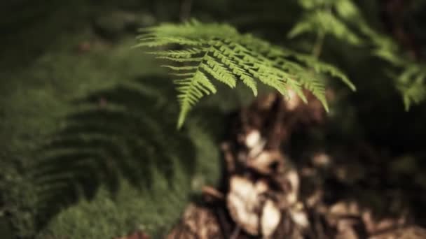 Une feuille solitaire de fougère ondule sous une brise légère dans une forêt par une chaude journée d'été, en dessous il y a beaucoup de mousse verte. Arrière-plan verdoyant, vue dégagée.