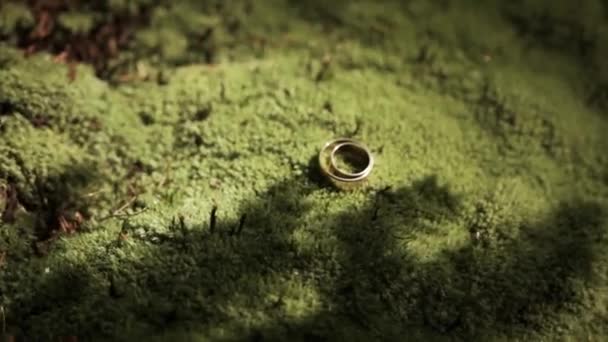 美しい結婚指輪は緑の丘の上の森の中にあり 暑い夏の日には明るい日差しの下で苔がたくさんあります 緑の背景 上からの眺め — ストック動画