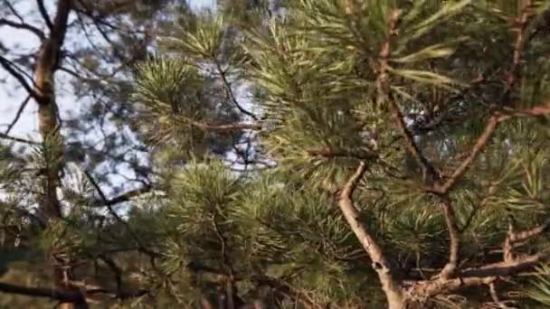 Gros Plan Panoramique Pin Conifère Avec Une Grosse Touffe Branches — Video