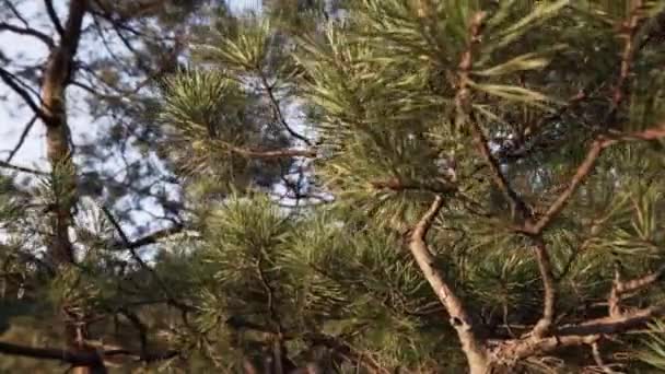 Gros plan panoramique d'un pin, un conifère avec une grosse touffe de branches brunes tordues sèches et des aiguilles vertes dans les bois par une chaude journée d'été, gros plan.