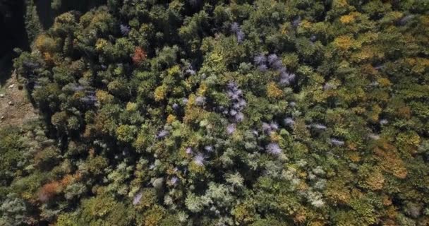 Voler Haut Dessus Des Magnifiques Broussailles Vertes Forêts Conifères Feuillus — Video