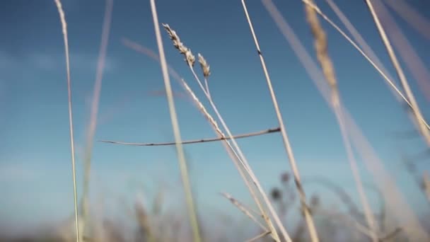 Torr Gräs Prasslar Fältet Lätt Bris Närbild Spikelet Mot Bakgrund — Stockvideo