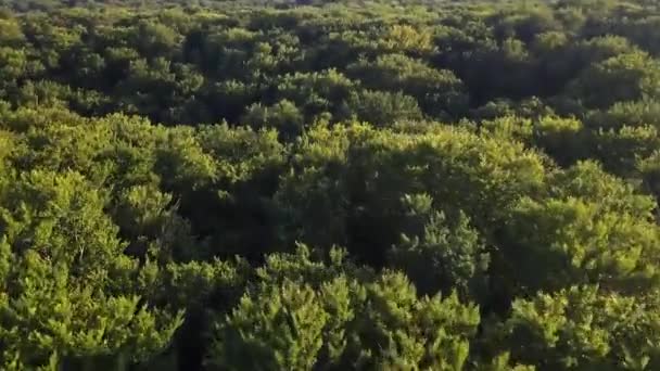 Vue Aérienne Une Belle Grande Haute Forêt Été Verdoyante Dans — Video