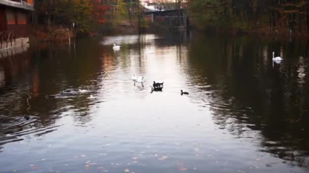 桟橋の近くの小さな池で黄色の冷たい秋には 多くの黒と白のアヒルと2つの白鳥とガンダー一緒に夕暮れ時には 水の中で泳ぐが異なる色の多くの落ち葉があります — ストック動画