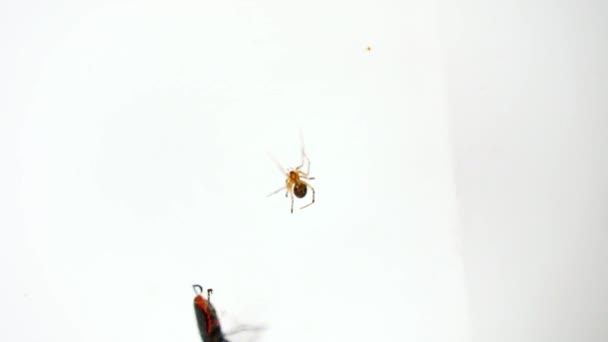 Une araignée attend qu'un gros scarabée rouge tombe dans son piège, les toiles d'araignée, meurent et arrêtent de bouger, puis le mangent, au ralenti, sur un fond blanc .