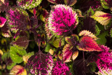 Coleus bırakır, yaprakların renkli arka plan, renkli bir çalı yaprakları