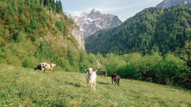 Dağ zirvesinin arka planında inekler otlar.